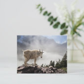 Berg geit in het Nationaal Park Glacier Briefkaart (Staand voorkant)