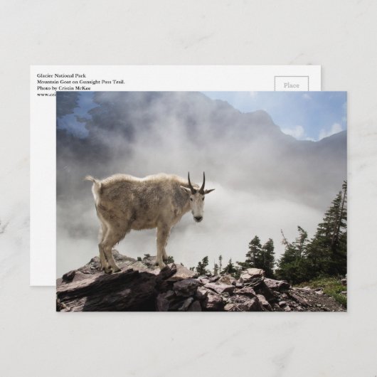 Berg geit in het Nationaal Park Glacier Briefkaart (Voorkant / Achterkant)