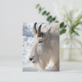 Berg geit rust op sneeuw briefkaart (Staand voorkant)