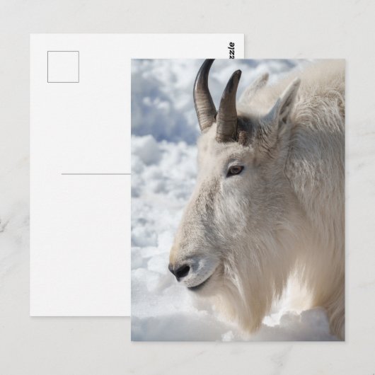 Berg geit rust op sneeuw briefkaart (Voorkant / Achterkant)