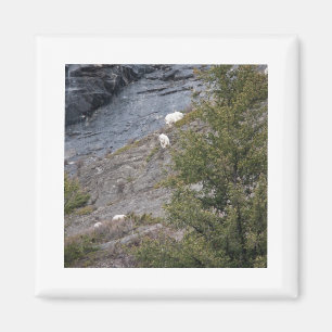 Berg Goats Magneet
