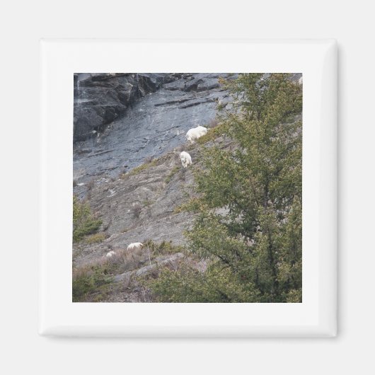Berg Goats Magneet (Voorkant)