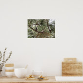 Berg kip in de pijnboom poster (Keuken)