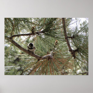 Berg kip in pine Tree Poster