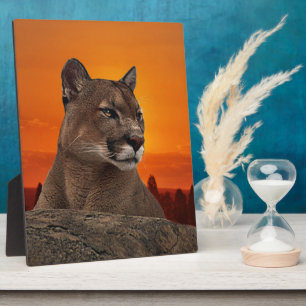 Berg leeuw op zonsondergang fotoplaat