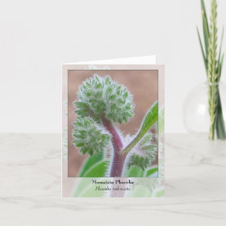 Berg Phacelia - Inheemse Notecard Kaart