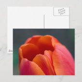 berg tulpen briefkaart (Voorkant / Achterkant)