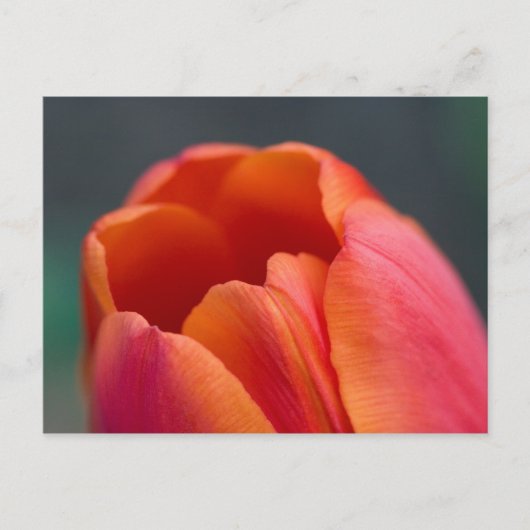berg tulpen briefkaart (Voorkant)