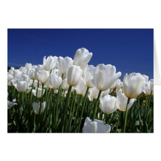 Berg Tulpen op een perfecte blauwe hemel