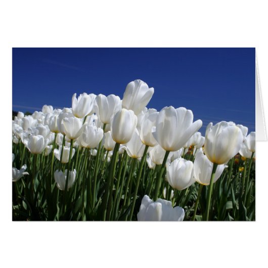 Berg Tulpen op een perfecte blauwe hemel (Voorkant Horizontaal)