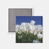 Berg Tulpen op een perfecte blauwe hemel Magneet (Voorkant / Achterkant)