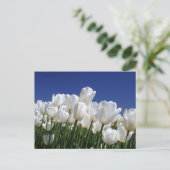 Berg van witte tulpen tegen een blauwe lucht briefkaart (Staand voorkant)
