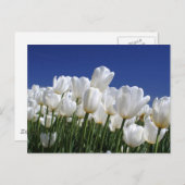 Berg van witte tulpen tegen een blauwe lucht briefkaart (Voorkant / Achterkant)