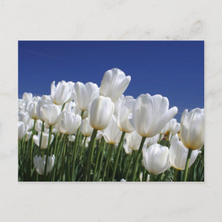 Berg van witte tulpen tegen een blauwe lucht briefkaart
