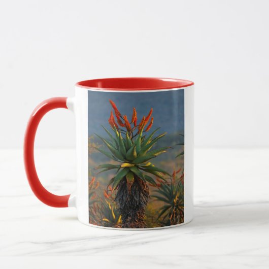 Bergaalwyn (Aloe Marlothii Berger) 2 Mok (Links)