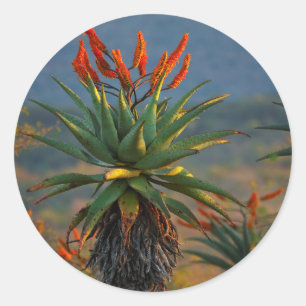 Bergaalwyn (Aloe Marlothii Berger) 2 Ronde Sticker