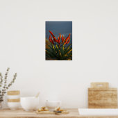 Bergaalwyn (Aloe Marlothii Berger) Poster (Keuken)