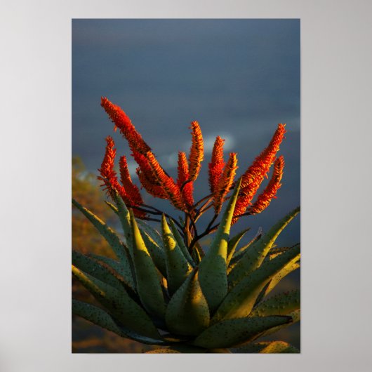 Bergaalwyn (Aloe Marlothii Berger) Poster (Voorkant)