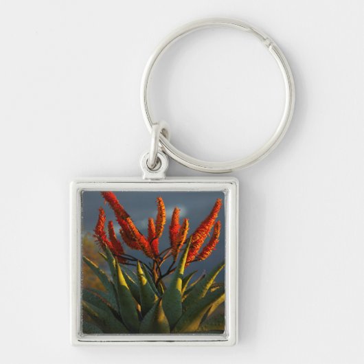 Bergaalwyn (Aloe Marlothii Berger) Sleutelhanger (Voorkant)
