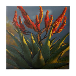 Bergaalwyn (Aloe Marlothii Berger) Tegeltje
