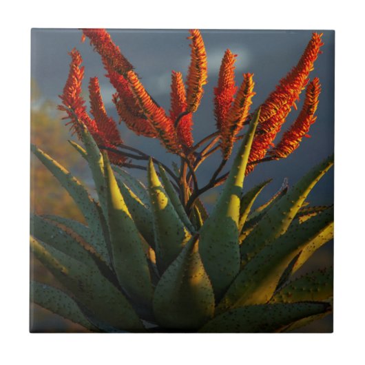 Bergaalwyn (Aloe Marlothii Berger) Tegeltje (Voorkant)