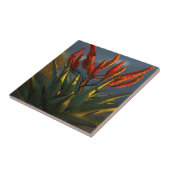 Bergaalwyn (Aloe Marlothii Berger) Tegeltje (Zijkant)