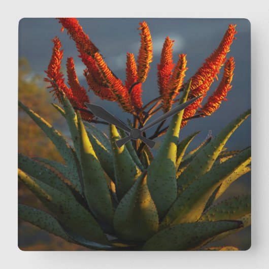 Bergaalwyn (Aloe Marlothii Berger) Vierkante Klok (Voorkant)