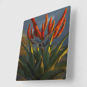 Bergaalwyn (Aloe Marlothii Berger) Vierkante Klok (Hoek)