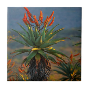 Bergaloë (Aloe Marlothii Berger) 2 Tegeltje