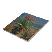 Bergaloë (Aloe Marlothii Berger) 2 Tegeltje (Zijkant)