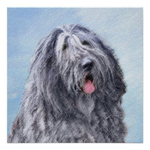 Bergamasco Sheepdog Painting - Cute Original Dog A Perfect Poster
