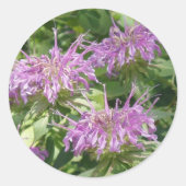 Bergamont Bee Balm Sticker (Voorkant)