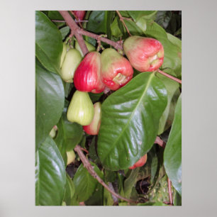 Bergappels II Poster