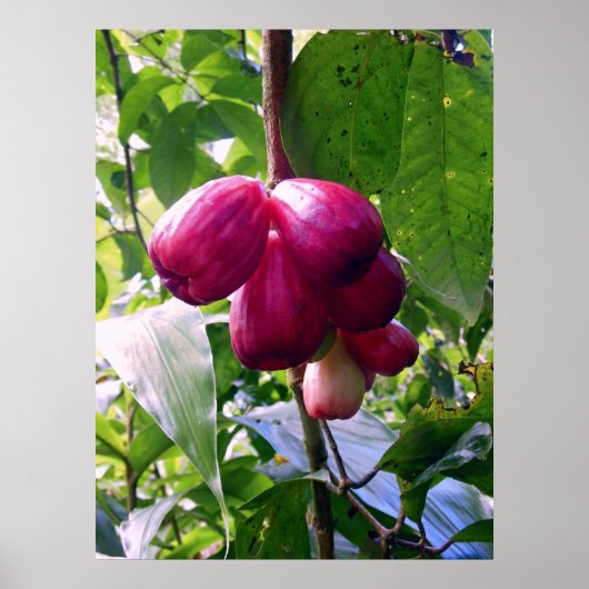 Bergappels Poster (Voorkant)