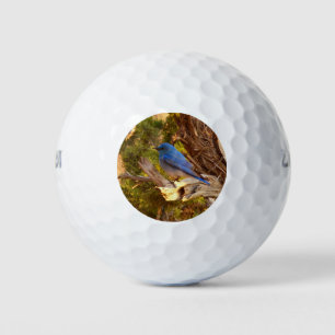 Bergblauwe Roodborstlijster in Arches National Par Golfballen