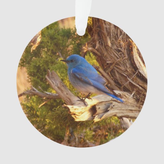Bergblauwe Roodborstlijster in Arches National Par Ornament (voorkant)