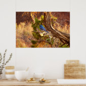 Bergblauwe Zanger in Arches National Park Poster (Keuken)