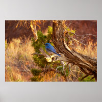Bergblauwe Zanger in Arches National Park