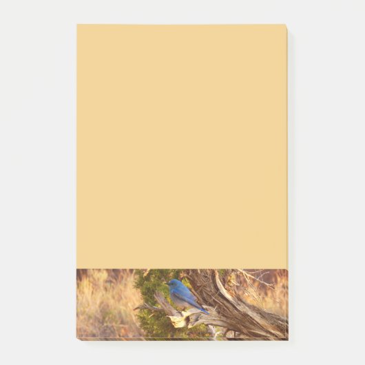 Bergblauwrug bij Arches National Park Post-it® Notes (Voorkant)