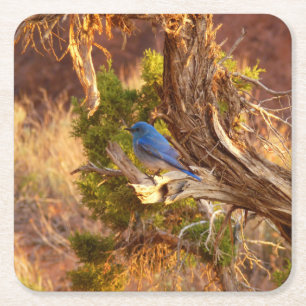 Bergblauwstaart in Arches National Park Kartonnen Onderzetters