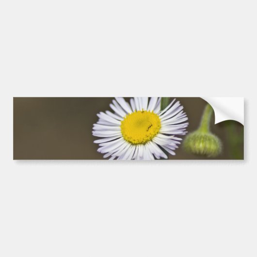 bergbloem bumpersticker (Voorkant)