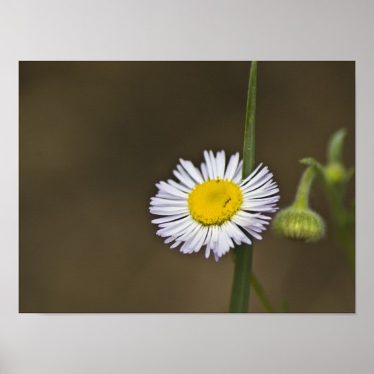 bergbloem poster (Voorkant)