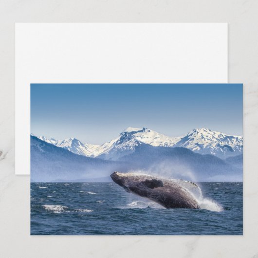 Bergen | Breach Whale Glacier Bay, Alaska Bedankkaart (Voorkant / Achterkant)