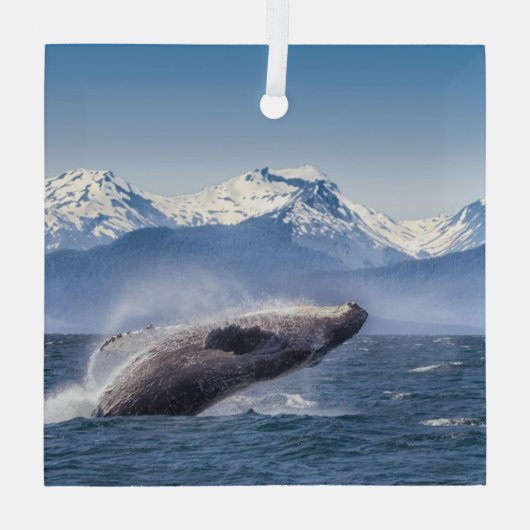 Bergen | Breach Whale Glacier Bay, Alaska Glas Ornament (Achterkant)