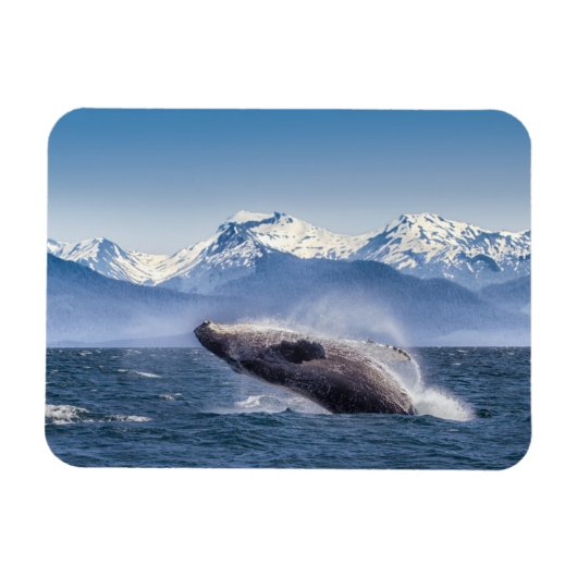 Bergen | Breach Whale Glacier Bay, Alaska Magneet (Horizontaal)