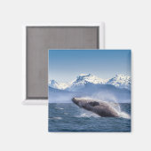 Bergen | Breach Whale Glacier Bay, Alaska Magneet (Voorkant / Achterkant)