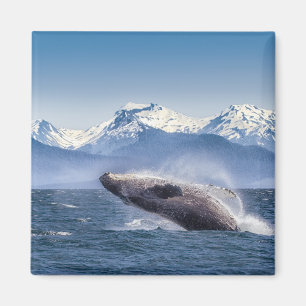 Bergen   Breach Whale Glacier Bay, Alaska Magneet