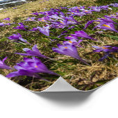 Bergen en snijbloemen op Velika Planina, Sl Poster (Hoek)