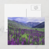 Bergen en wilde bloemen in alpenwei, 2 briefkaart (Voorkant / Achterkant)