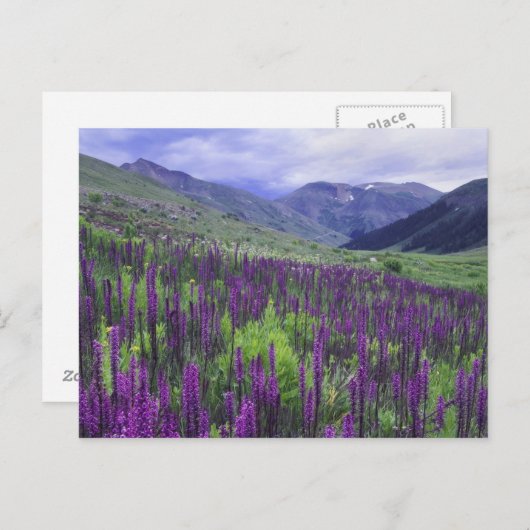 Bergen en wilde bloemen in alpenwei, 2 briefkaart (Voorkant / Achterkant)
